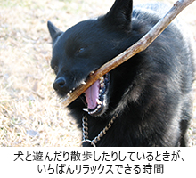 犬と遊んだり散歩したりしているときが、いちばんリラックスできる時間